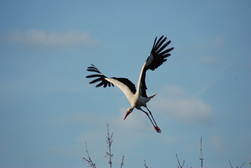 Flying Stork