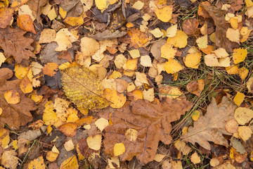Autumn fall dry yellow brown dry leaves on ground in forest
