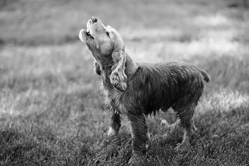 American cocker spaniel / beautiful thoroughbred dog in summer outdoor walk