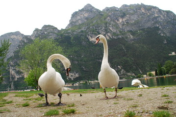Swans