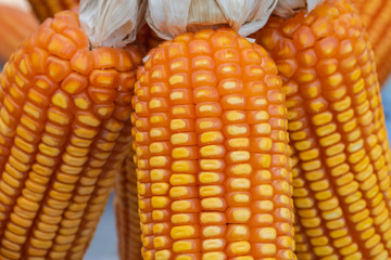Dried maize on the table.