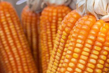 Dried maize on the table.