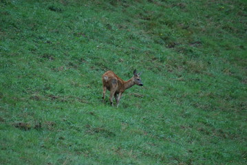 Deer