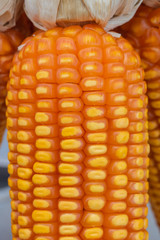 Dried maize on the table.