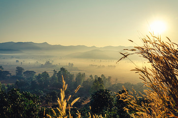 The beautiful landscape of golden grass flowers, the sunrise backdrop at the top of the hill And the moving fog over the tree in the rice fields, Chiang Rai Thailand
