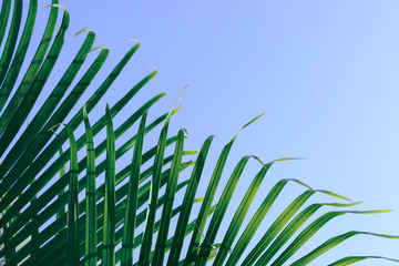 green leaf on tropical tree, summer in nature background
