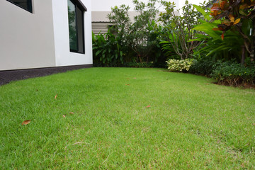 lawn landscaping with green grass turf in garden home