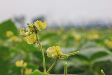 Green beans are blossoming and growing in the fields.