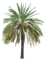 The beautiful of palm tree and branches isolated on white background with clipping path, tropical tree for decorations and advertisements