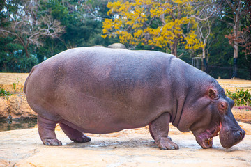 動物園のかば