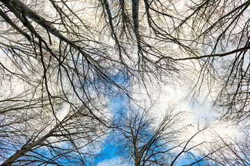 Beech trees without leaves in winter