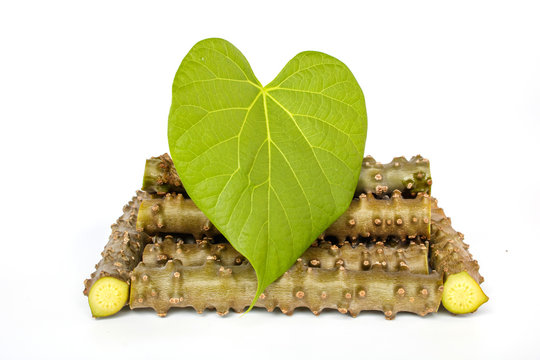 Tinospora cordifolia herb and leaf on white background.