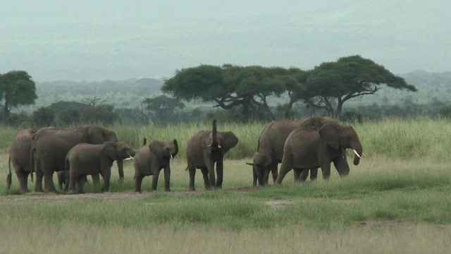 African Elephant (Loxodonta africana) family smelling in the air, for danger there are lions near, Amboseli N.P., Kenya