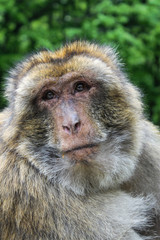 Berber Monkey in Affenberg Salem, Germany