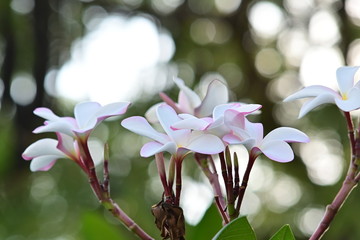 white frangipani plumeria tropical flower in the morning day