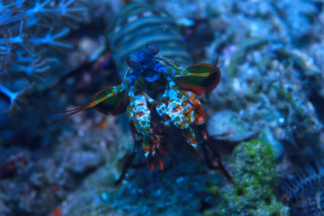 shrimp mantis underwater / underwater scene on a coral reef, tropical sea, unusual creature, macro