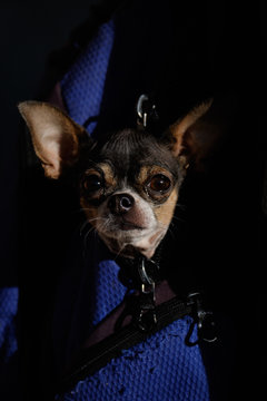 Chihuahua Looks Out from a Backpack