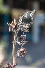 Mealy bugs infestation growth of roselles flower.