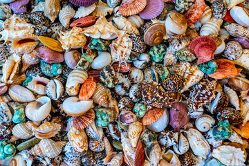 Sea assorted colorful shells background texture.