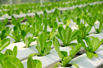 Hydroponic lettuces in hydroponic pipe. Hydroponic vegetable farm.