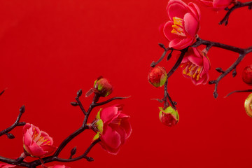 Plum Flowers Blossom on red background