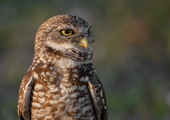 Obraz premium Burrowing Owl in Florida 