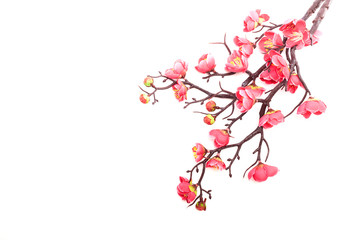 Fototapeta premium blossoming cherry with bright pink