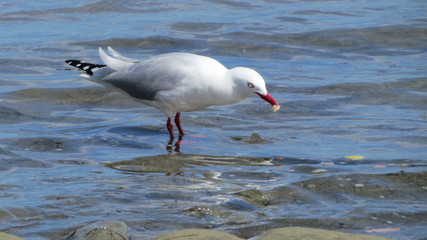 Red-billed gull (Chroicocephalus novaehollandiae scopulinus) feeding at Shakespear Regional Park, New Zealand