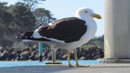 Southern black-backed gull (Larus dominicanus) on a jetty in Gulf Harbour, New Zealand