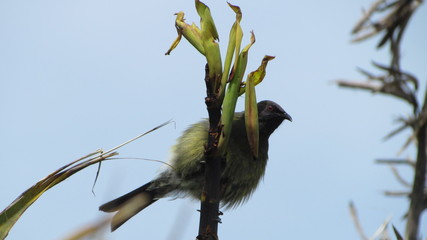 New Zealand bellbird (Anthornis melanura) on flax flower stalk, Tiritiri Matangi Island, New Zealand