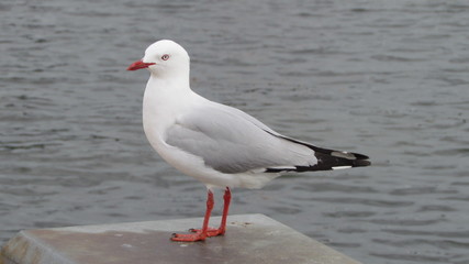 Red-billed gull (Chroicocephalus novaehollandiae scopulinus) at Lake Rotorua, New Zealand
