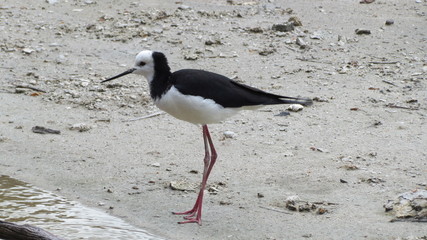Pied stilt (Himantopus leucocephalus), Waimangu Volcanic Valley, New Zealand