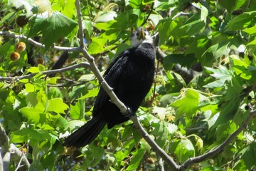 Black shag (Phalacrocorax carbo) in a tree over the Maitai River, New Zealand