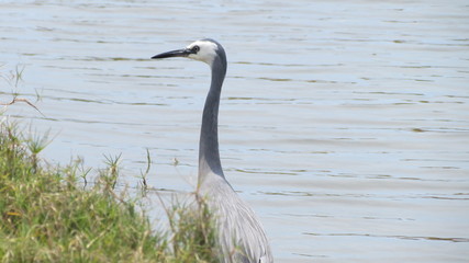 White-faced heron (Egretta novaehollandiae) on the coast at Whitianga, New Zealand