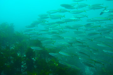 Unidentified fish in triangular shoal, Poor Knights Islands, New Zealand