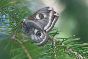 Fototapeta premium butterfly peacock-eye nocturnal / insect beautiful butterfly peacock-eye, in the wild