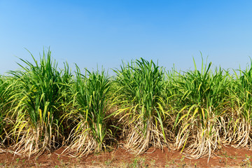 sugar cane field with blue sky background,