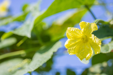 Fresh cucumbers growing in the garden.Organic vegetable farm.