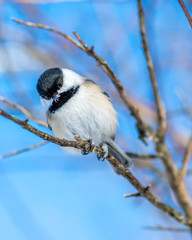 Naklejka premium Closeup portrait of a Black-capped Chickadee (Poecile atricapillus) perched on a branch. 