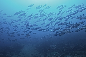 Fototapeta na wymiar many Caranx underwater / large fish flock, underwater world, ocean ecological system