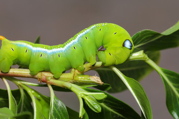 Close up green worm or Daphnis neri worm on the stick tree in nature and enviroment