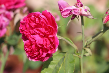 Red Lolita Lempicka Rose on the branch of tree.