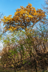 Obraz premium Autumn yellow leaf on tree