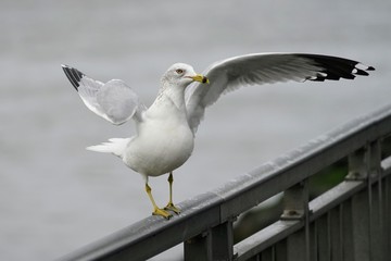 Seagull Resting on a Fence Rail on a Rainy Day
