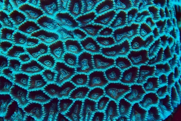 Foto auf Acrylglas Makrofotografie Korallenriff Makro / Textur, abstrakter Meeresökosystem Hintergrund auf einem Korallenriff