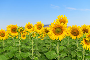 Beautiful sunflower  field on summer with blue sky