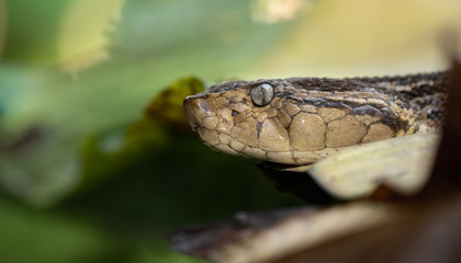 Fer-de-lance viper in Costa Rica 