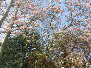 Magnolia in bloom
