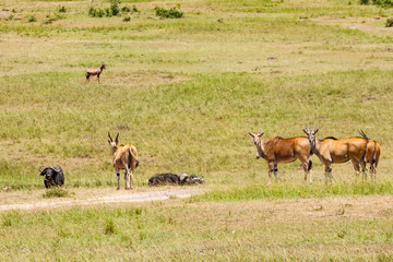 Naklejka na ściany i meble Eland antelope on the savanna in africa