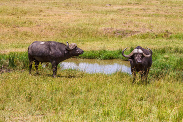 Two big African buffalos at a water hole on the savanna